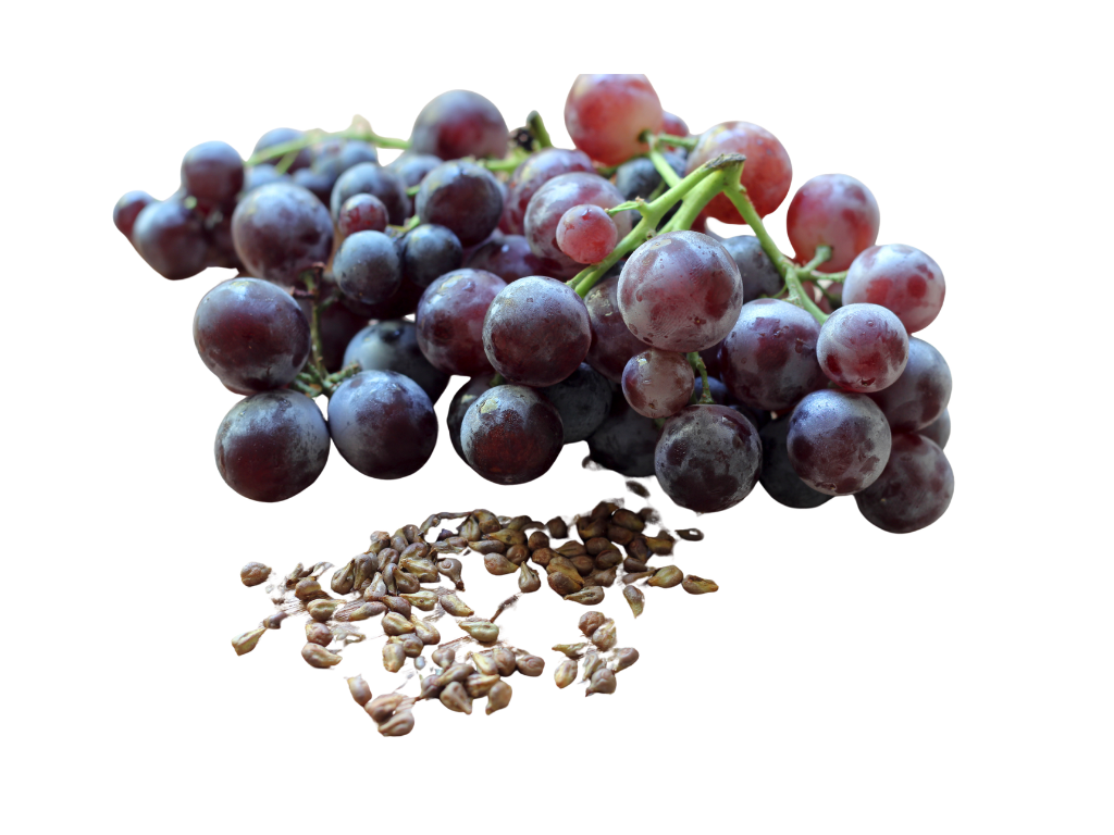 grape seed